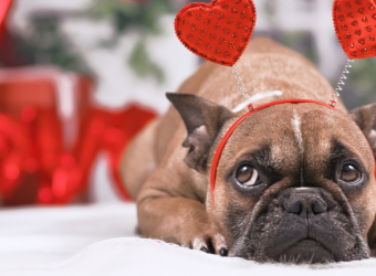 Top 5 Valentine's Day Toxins!