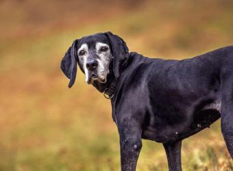 Platelet-Rich Plasma: Dogs & Humans?