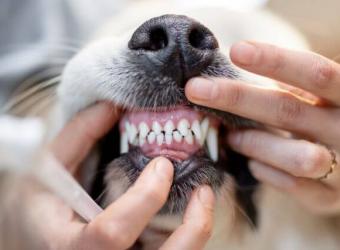 My Dog Needs A Tooth Cleaning - What To Expect