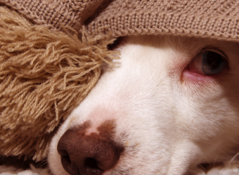 Warm and Fuzzy: 6 Winter Storm Safety Tips For Your Pets