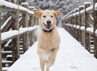 Winter Weather and Your Dog’s Paws: How to Keep Them Safe in Snow and Ice