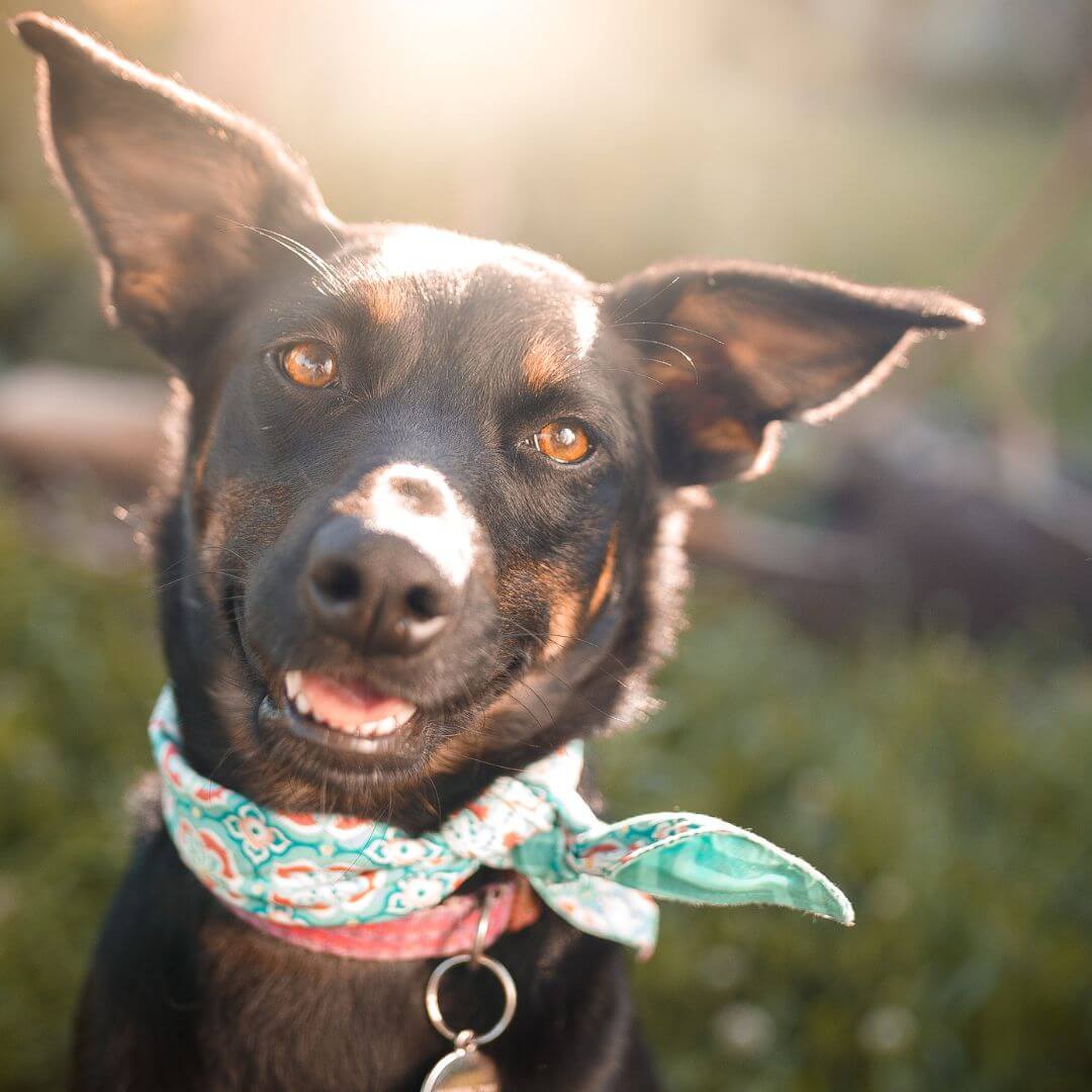 decor image on Cincinnati Family Veterinary Services